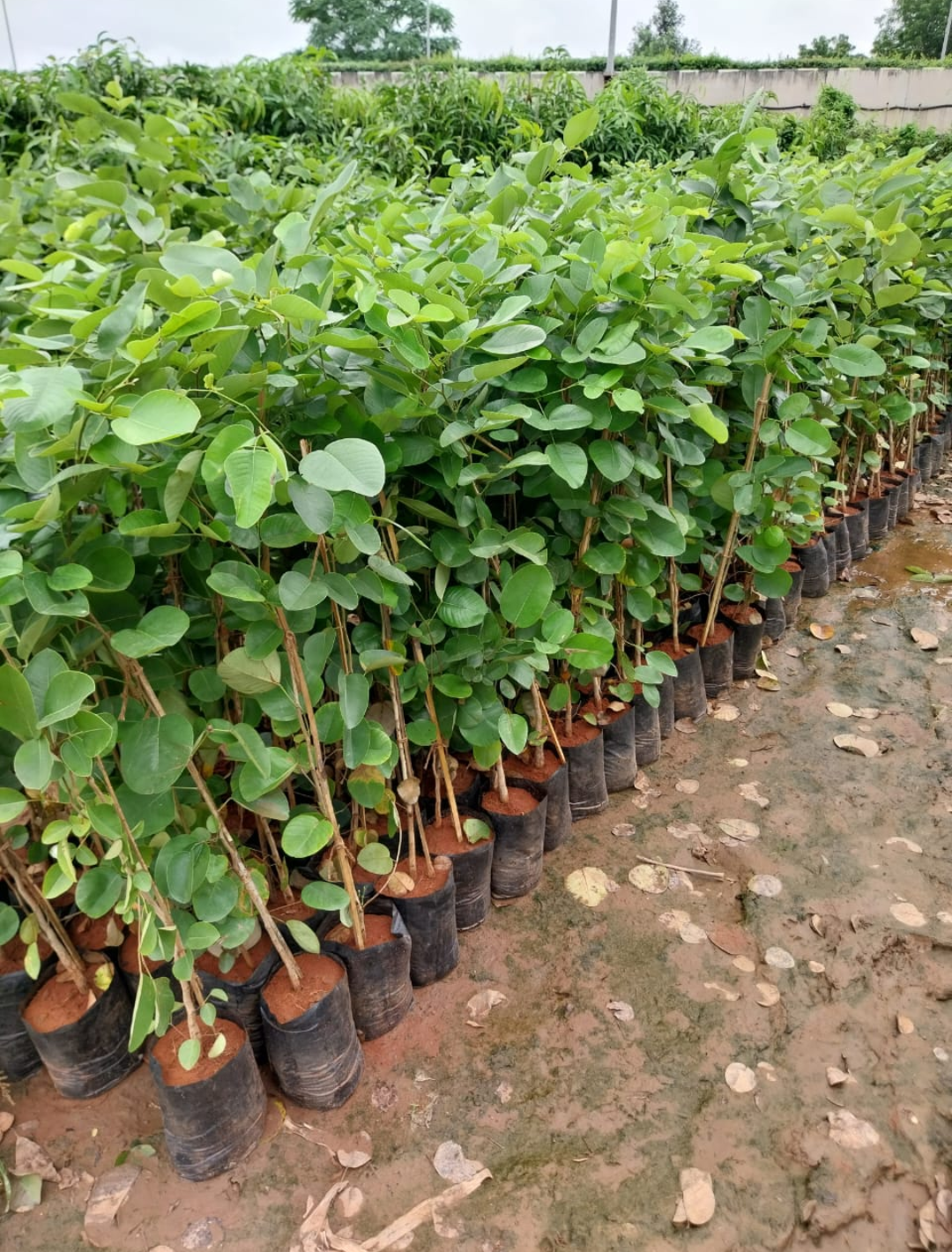 Red Sandalwood hover 2